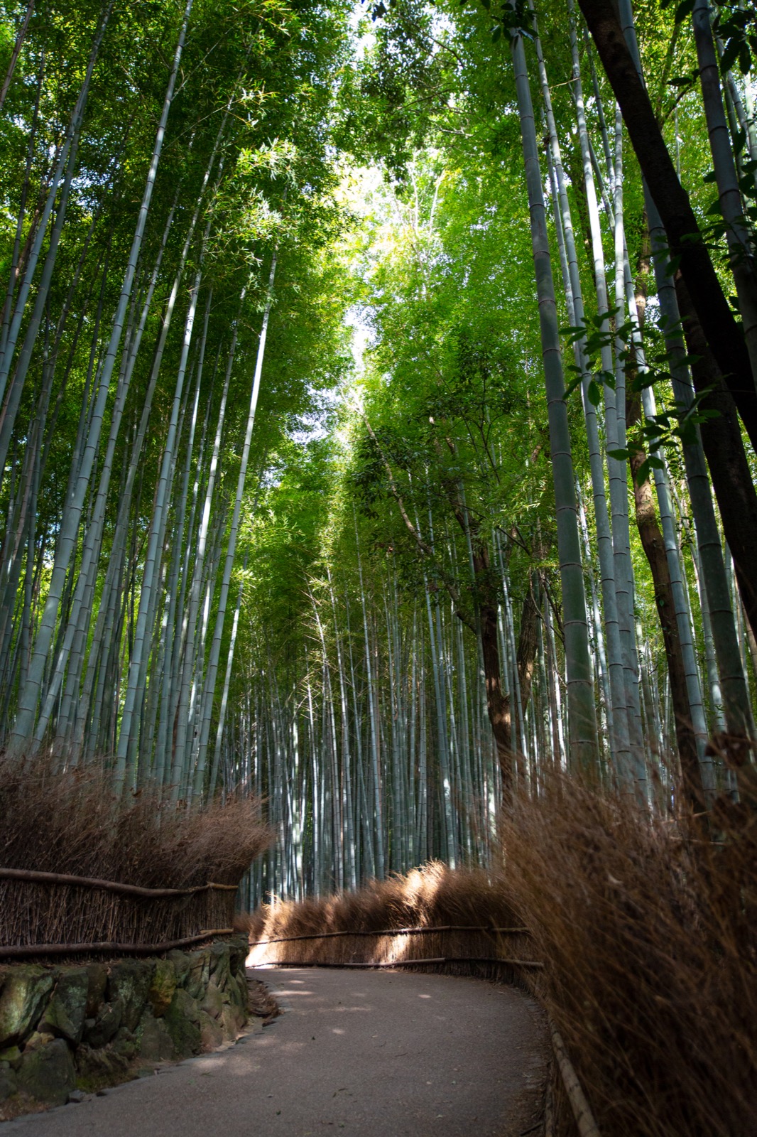 Excursion Privée - Kyoto - Forêt de bambou (1)