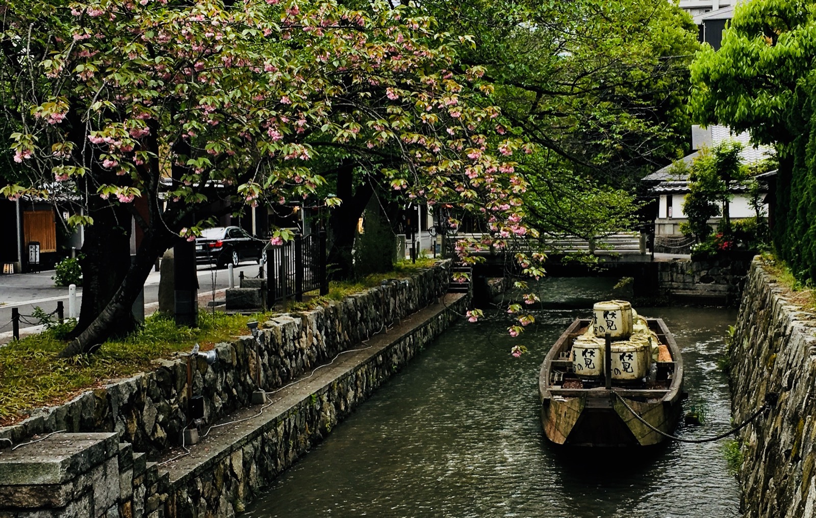 Excursion Privée - Kyoto - Cerisier Sakura dit Hanami (1)